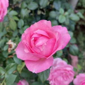 Meet your Posher, Plaidoe